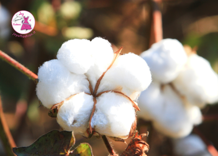 cos'è il cotone biologico